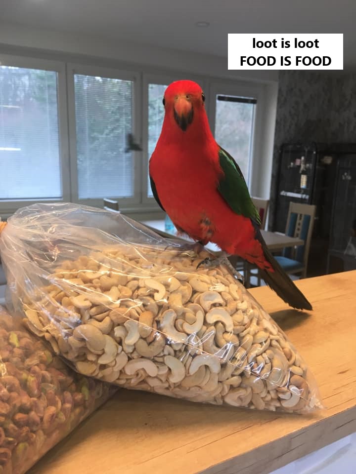 papousek sedi na kešu orisky