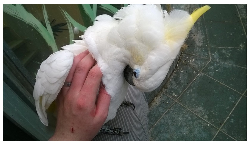 kakadu hlazeni drbani