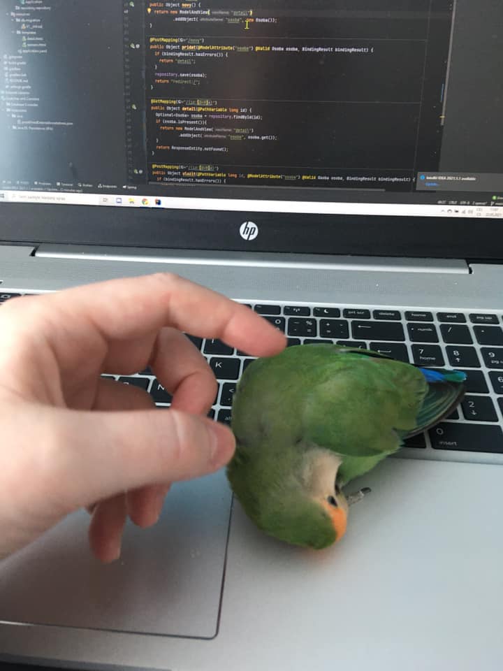 papousek agapornis sedi na notebooku u intellij idea