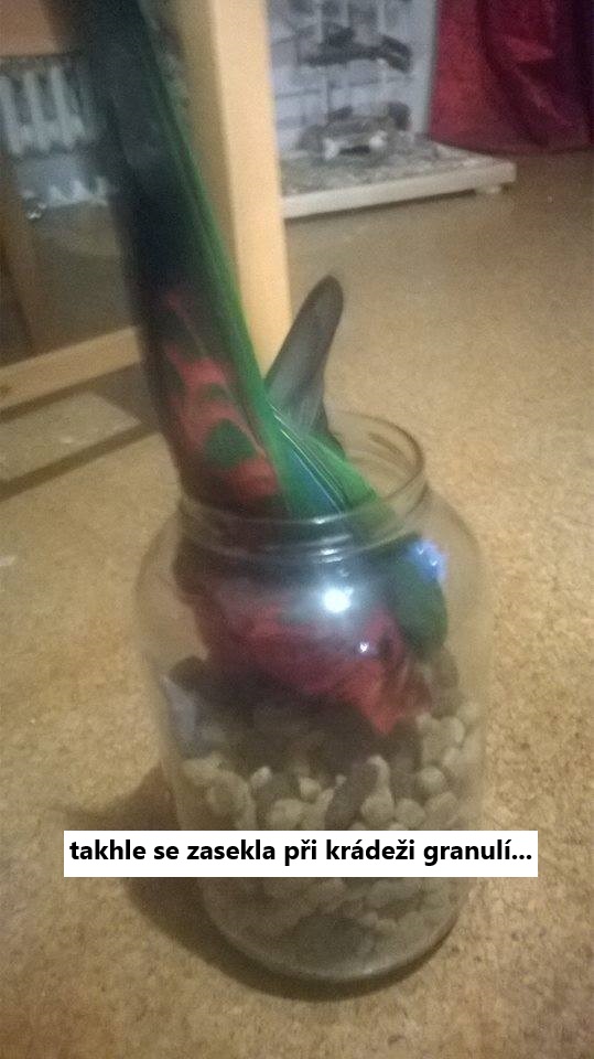 papousek uvazl v zavarovaci sklenici