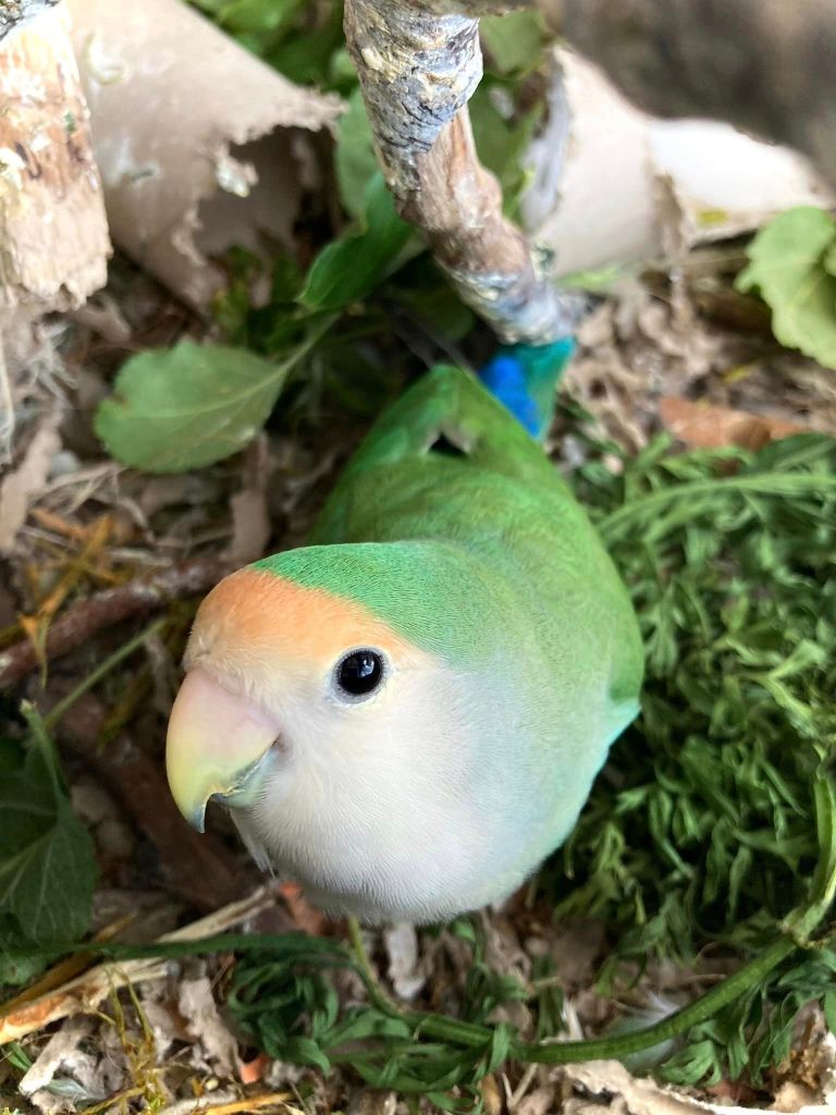 papousek agapornis klec mrkev