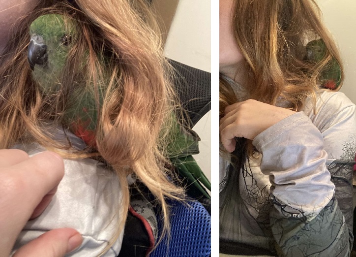 papousek mazleni na rameni