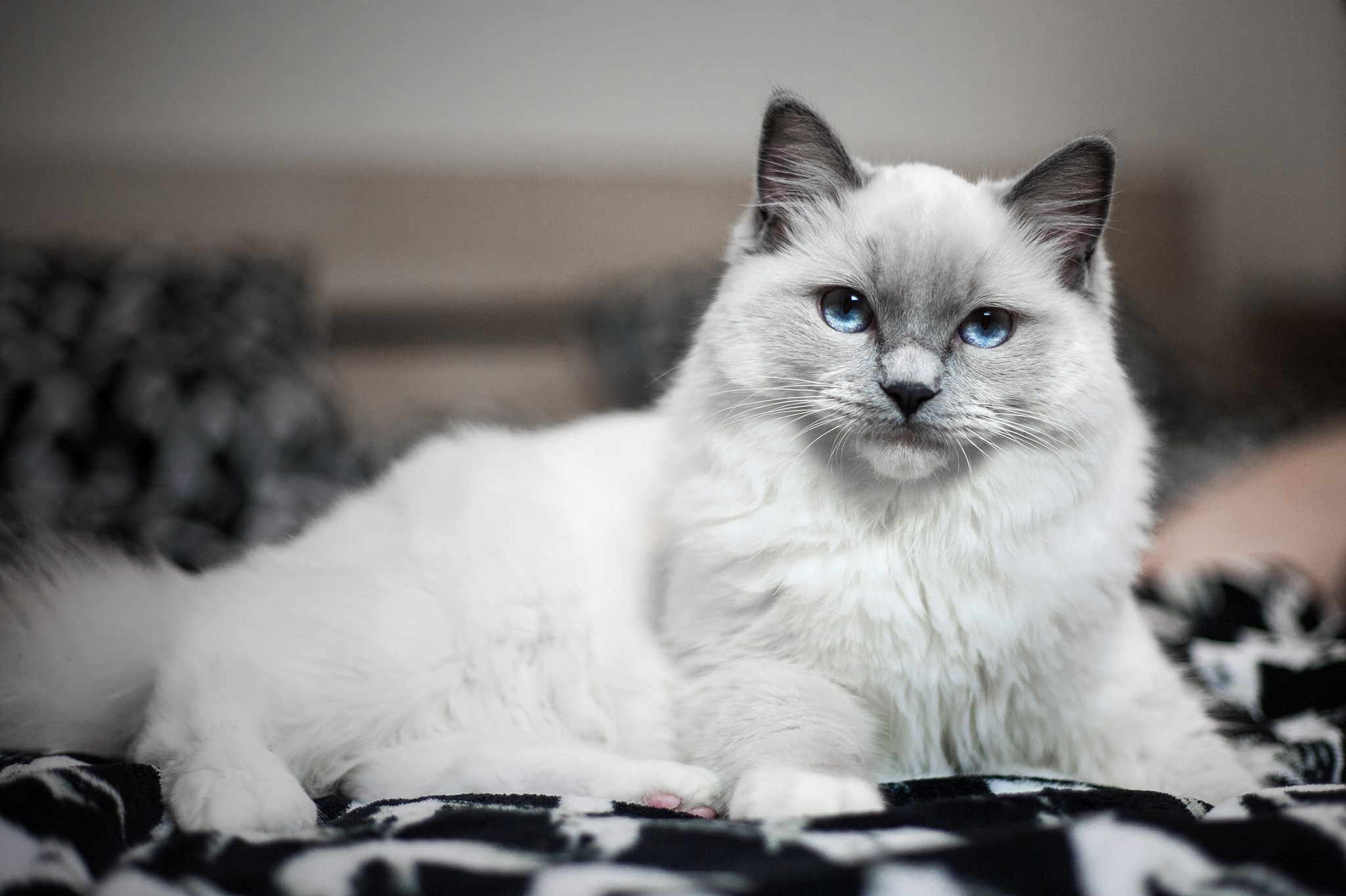 bila kocka modre oci