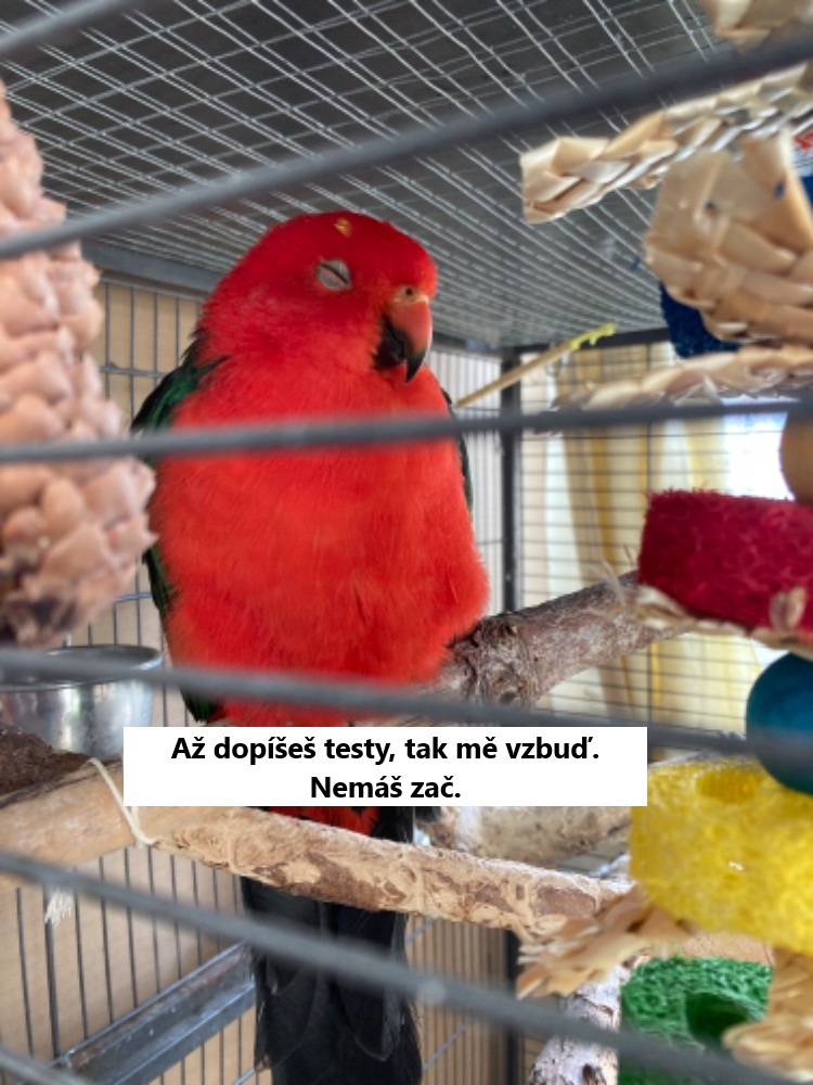 cerveny papousek spi v kleci