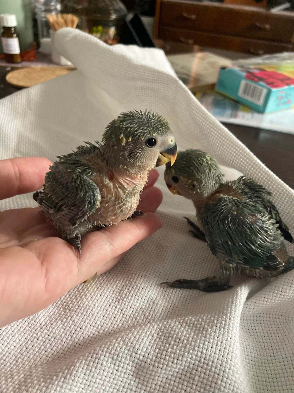 Papoušci na scéně – OFFTOPIC&nbsp;článek